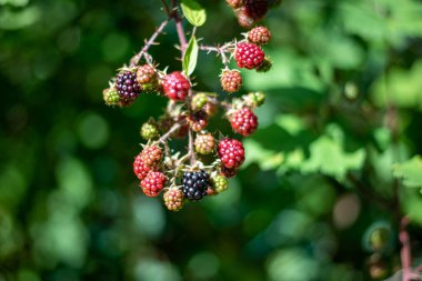 Olgun böğürtlenli bir dal derin mor böğürtlen ve yeşil yapraklar sergiler, yaz sonu veya sonbaharın başlarındaki doğal güzellikleri yakalar..