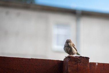 Kızgın bir serçe, tüylerini kabartıyor ve kameraya bakıyor. Canlı tüylerini ve alıngan kişiliğini doğanın cazibesiyle sergiliyor..