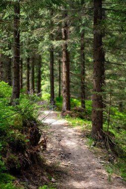 Çekçe 'deki Jizera Dağları' ndaki orman patikaları gür ormanlık ve manzaralı doğa boyunca uzanır..