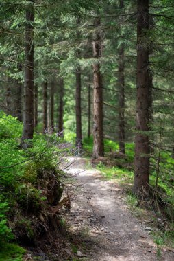 Çekçe 'deki Jizera Dağları' ndaki orman patikaları gür ormanlık ve manzaralı doğa boyunca uzanır..