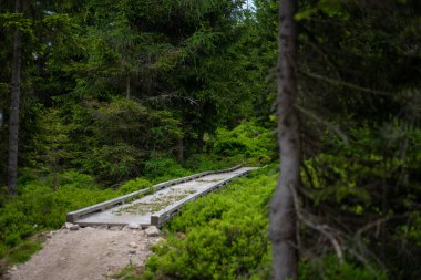 Çekçe 'deki Jizera Dağları' ndaki orman patikaları gür ormanlık ve manzaralı doğa boyunca uzanır..