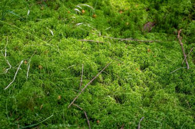 Green moss blankets the forest floor in the Jizera Mountains, Czechia, creating a lush, serene woodland scene. clipart