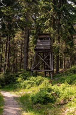 Forest trails in the Jizera Mountains, Czechia, lead through lush woodlands and scenic, tranquil nature. clipart