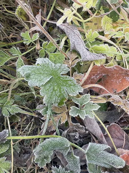 Kasım ayında şafak vakti buzla kaplı çimenler, Polonya 'daki Tatra Dağları, sabahın dingin güzelliğini yakalıyor..