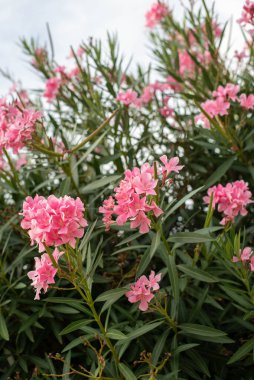 Hırvatistan 'ın Omis kentinde çiçek açan Oleander, canlı pembe ve beyaz çiçeklerle manzaralı sokaklara ve kıyı manzarasına renk katıyor.