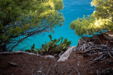 Hırvatistan 'da canlı mor dikenli armut meyveli dev kaktüsler (Figue de Barbarie), dikenli yeşil kaktüsle Akdeniz güneşi altındaki cesur mor meyve arasındaki çarpıcı zıtlığı vurguluyor..