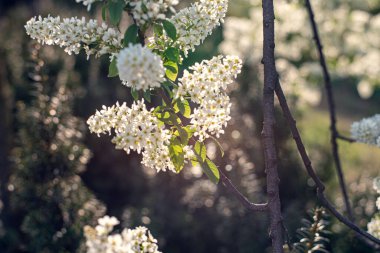 Kuş kiraz çiçekleri altın güneş ışığıyla yıkanmış, bahar doğasının narin güzelliğini sergiliyor.