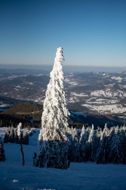 Snow-covered fir trees creating stunning sculptures on Pilsko Mountain, Slovakia clipart