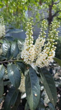 Prunus laurocerasus beyaz çiçeklerle çiçek açıyor.