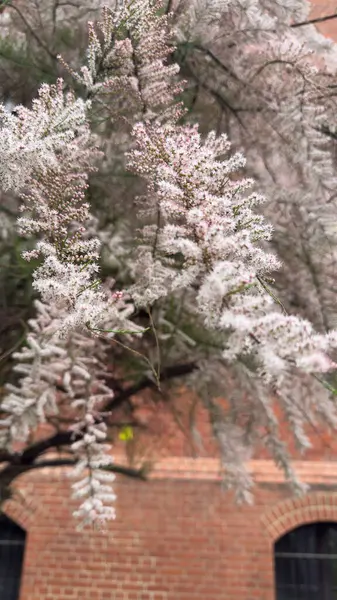 Narin pembe çiçekli Tamarix ağacı