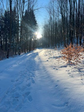 Walbrzych yakınlarında karla kaplı Dzikowiec Dağı, güneşli kış ormanı