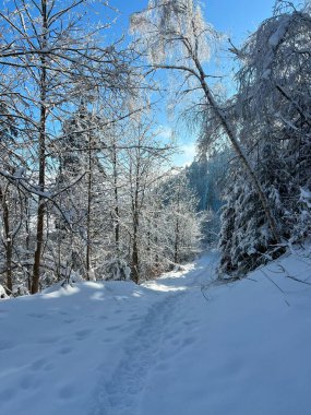 Walbrzych yakınlarında karla kaplı Dzikowiec Dağı, güneşli kış ormanı