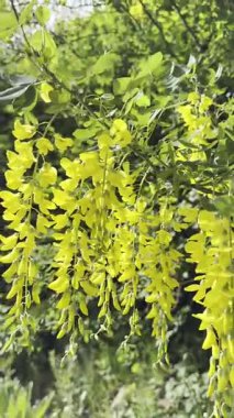 Video Laburnum ağacı, çağlayan altın çiçeklerle dolu.