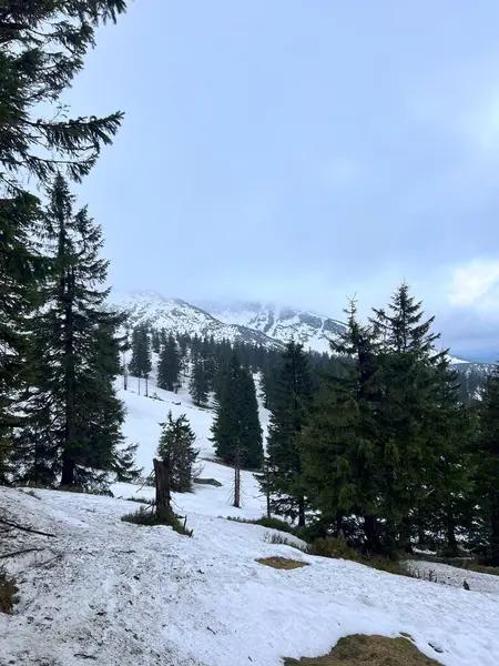 Karkonosze Dağları 'nda kar kalıntıları ve yeşil köknar ağaçları