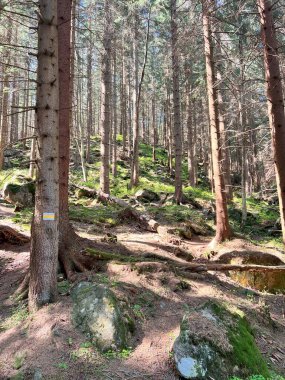 Karkonosze 'deki bahar ormanı yemyeşil.
