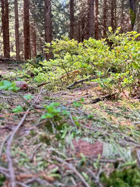Karkonosze 'deki bahar ormanı yemyeşil.