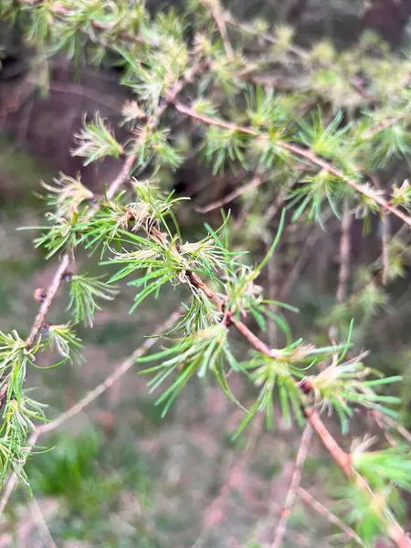 Yoğun yeşil iğneli Evergreen köknar dalı