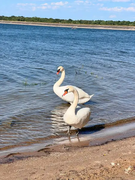 Metkow Gölü, Polonya 'da iki beyaz kuğu.