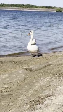 Kameraya doğru yürüyen meraklı beyaz kuğu.