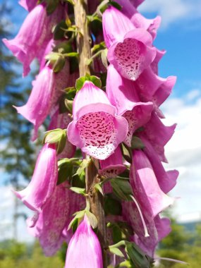 Digitalis purpurea, Mor yüksük otu çiçek açıyor, Lady 's Glove