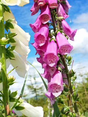 Digitalis purpurea, Mor yüksük otu çiçek açıyor, Lady 's Glove