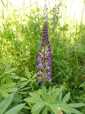 Yeşil çimlerde açan mor lupin çiçeği.