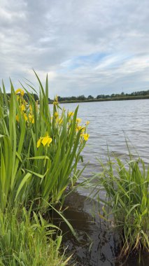 Göl kıyısında büyüyen su sarısı irisleri