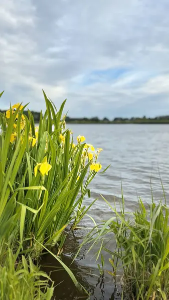 Göl kıyısında büyüyen su sarısı irisleri