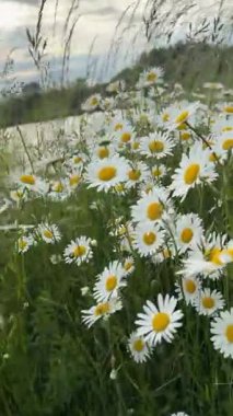 Papatya tarlasında hareket eden kamera, yumuşak ışık, dingin güzellik