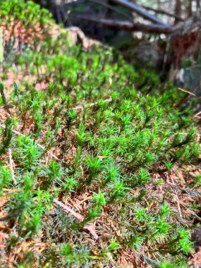 Close-up of green Windswept Moss (Dicranum sp.), lush and textured