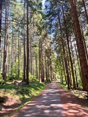 Szklarska Poreba yakınlarındaki çam ormanı, Çek, huzur ve bereket