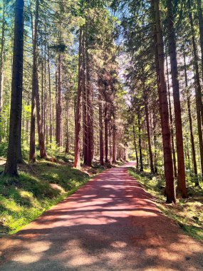 Szklarska Poreba yakınlarındaki çam ormanı, Çek, huzur ve bereket