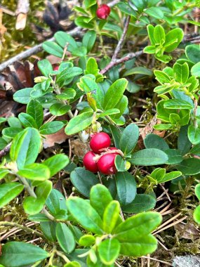 Yeşil bir çalılıkta yetişen kızılcıklar, olgun ve canlı