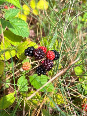 Olgun bir böğürtlene yakın çekim, parlak ve zengin bir dokuma