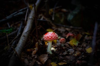 Çimenlerdeki kırmızı sineksi mantar, canlı ve ikonik