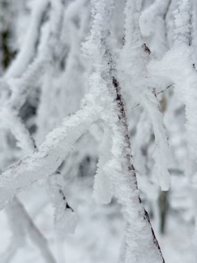 Karla kaplı ağaç dalları kış ormanlarında ağırlık altında bükülüyor.