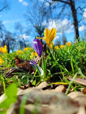 Parkta açan bahar timsahları, canlı ve taze atmosfer