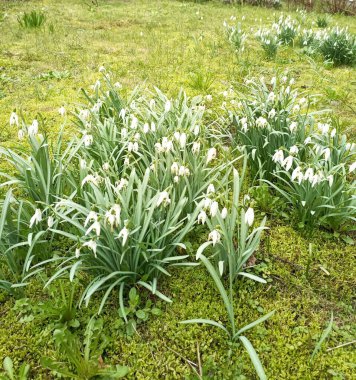 Parkta kardamlaları açıyor, narin beyaz çiçekler ilkbaharın başlarında işaret veriyor.