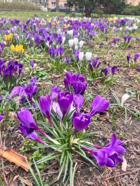 Parkta açan bahar timsahları, canlı ve taze atmosfer