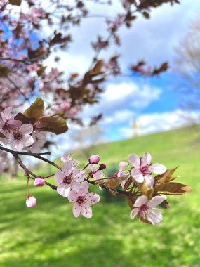 Açık mavi gökyüzünde açan pembe kiraz çiçekleri, ilkbahar cazibesi