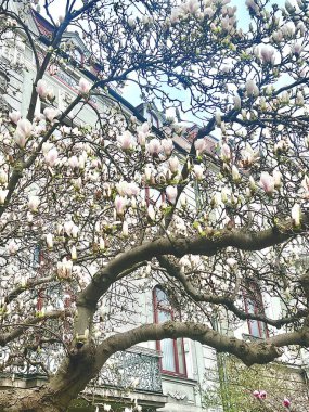 Dalda manolya tomurcukları, yumuşak tüyler ve bahar vaadi