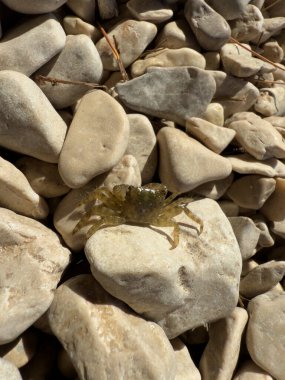Beyaz Taşlardaki Küçük Yengeç, Adriyatik Sahili, Hırvatistan