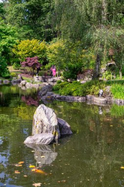 Küçük şelalesi, göleti ve kayaları olan güzel geleneksel Japon bahçesi. Holland Park, Londra 'daki Kioto bahçesinin yaz görüntüsü