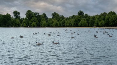 Ördek sürüsü aynı yönde yüzüyor. Kensington Bahçeleri, Londra, İngiltere.