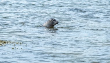 Genç bir liman foku yüzüyor. Ytri Tunga Plajı - Kuzey Denizi Sahili, İzlanda