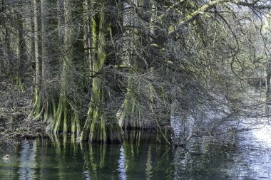 Mystical Taxodi Park Gölü Iseo İtalya Kristal Sulardaki Kıbrıs Ağaçlarının Büyüleyici Yansımaları Vahşi Yaşam ve Huzurlu Güzellik İçin Bir Doğal Vaha