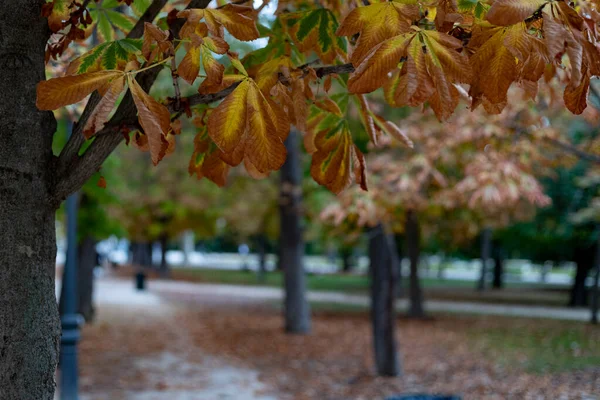 Upadek Jesienna Ścieżka Parque Del Retiro Madrycie Liśćmi Drzew Jesiennych — Zdjęcie stockowe