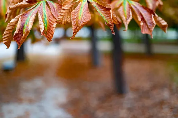 Fall Höststigen Parque Del Retiro Madrid Med Trädens Blad Höstfärger — Stockfoto