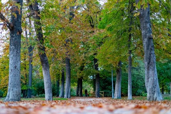 Düş Madrid Deki Parque Del Retiro Sonbahar Yolu Ağaçların Yaprakları — Stok fotoğraf
