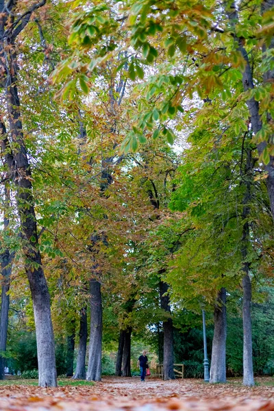 Queda Caminho Outono Parque Del Retiro Cidade Madrid Com Folhas — Fotografia de Stock